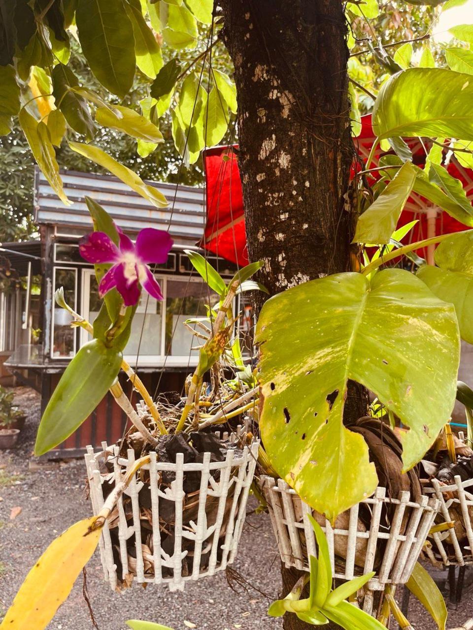 Coconut Lodge Kampot Extérieur photo