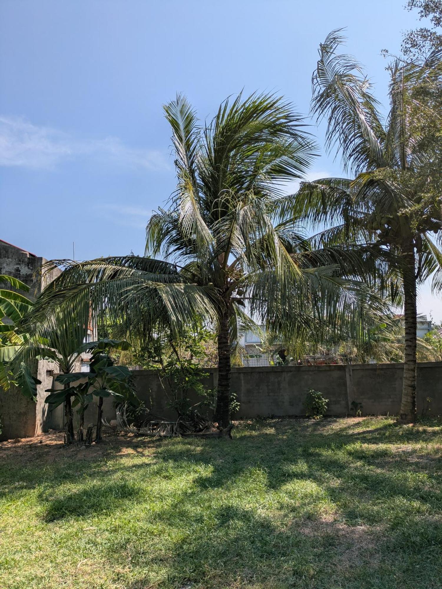 Coconut Lodge Kampot Extérieur photo