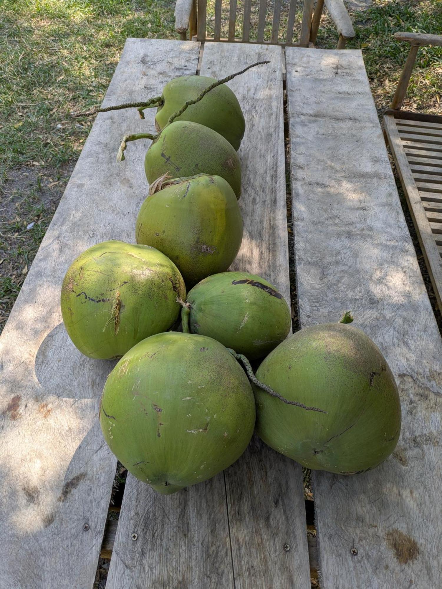 Coconut Lodge Kampot Extérieur photo